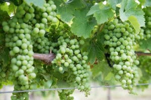 Cépage Chardonnay Côte des Blancs