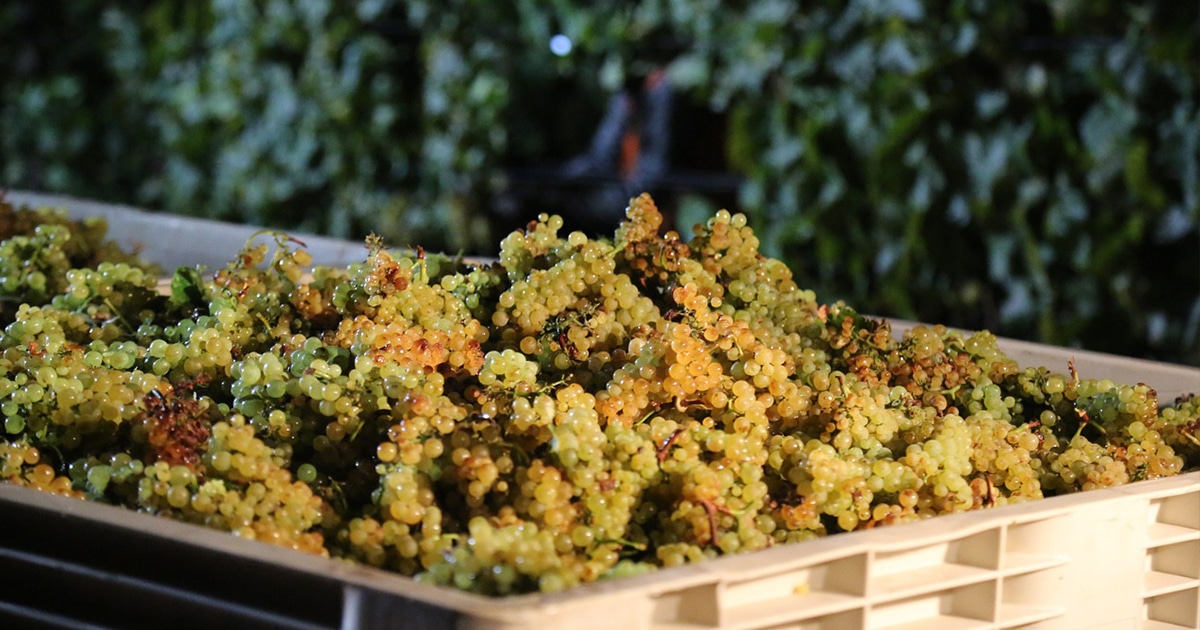 ou trouver du chardonnay en france