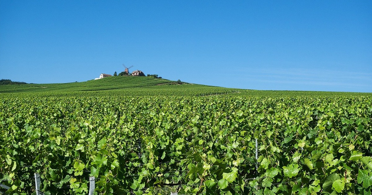 processus par etapes de fabrication du champagne