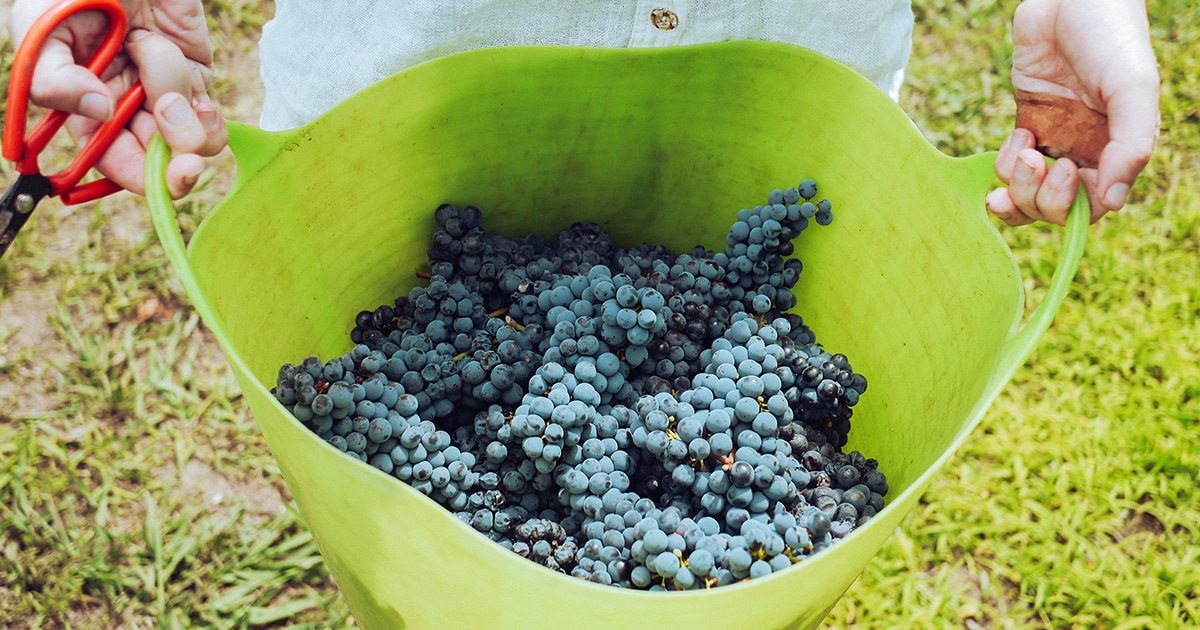 les sept cepages de champagne