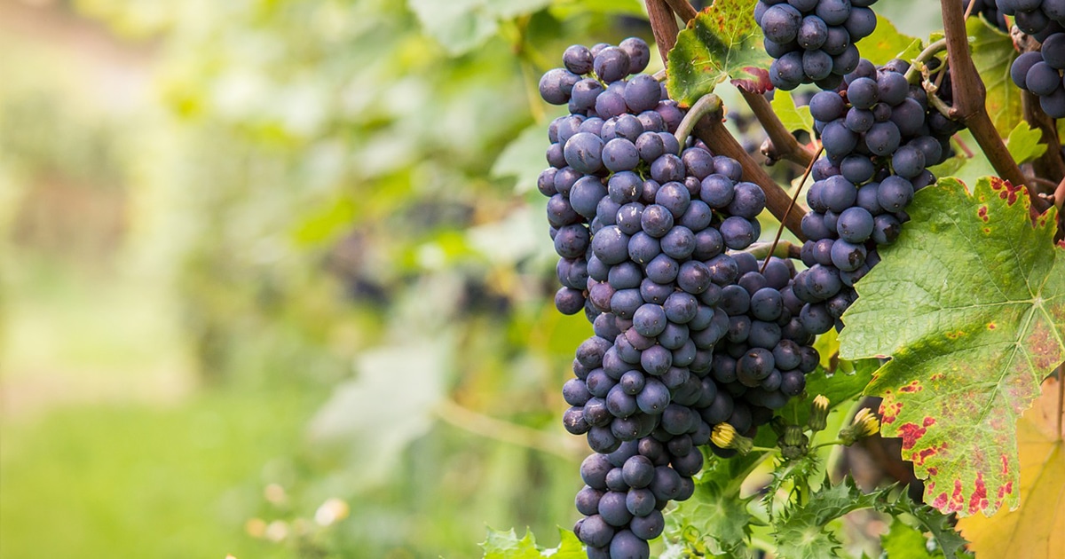 cepage pinot noir