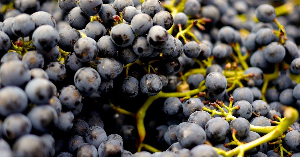 pinot meunier cepage