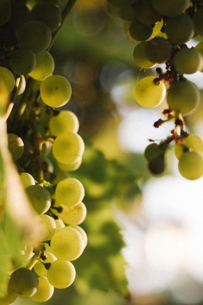 Le chardonnay est la star de la Côte des blancs