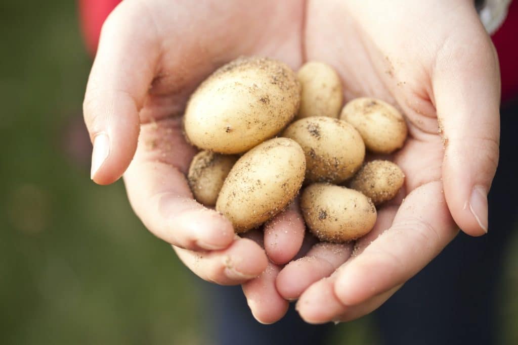 différentes variétés de pommes de terre