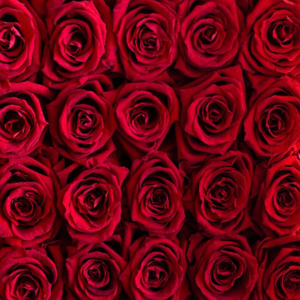 Les roses rouges