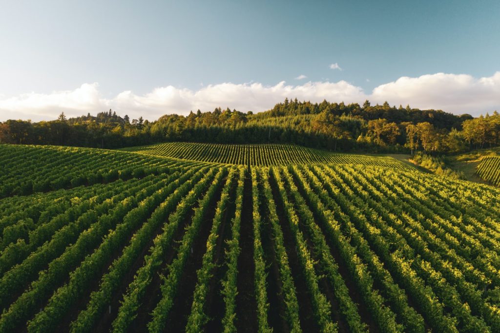 l'intérêt des vignobles bordelais