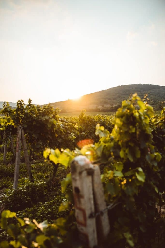 il intervient sur les vignobles