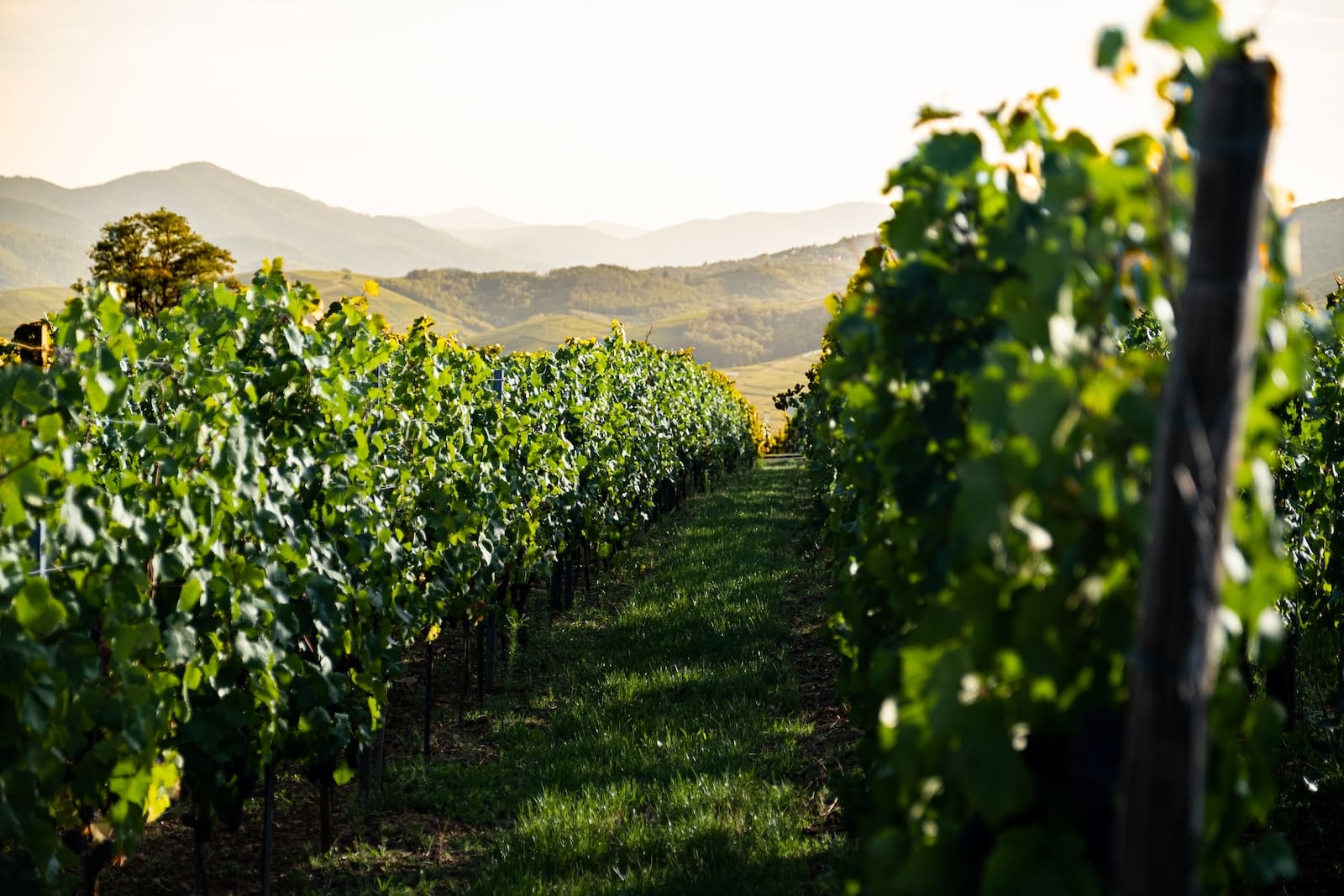 pinot blanc definition