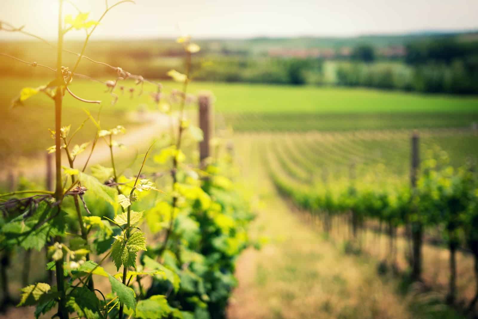 culture de la vigne