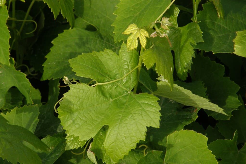 différentes manières de cultiver la vigne