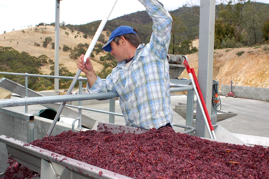 étapes de culture de la vigne