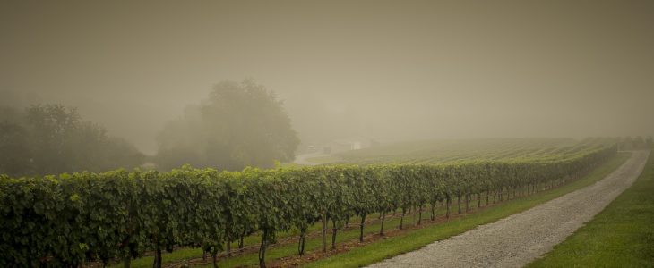 pinot gris