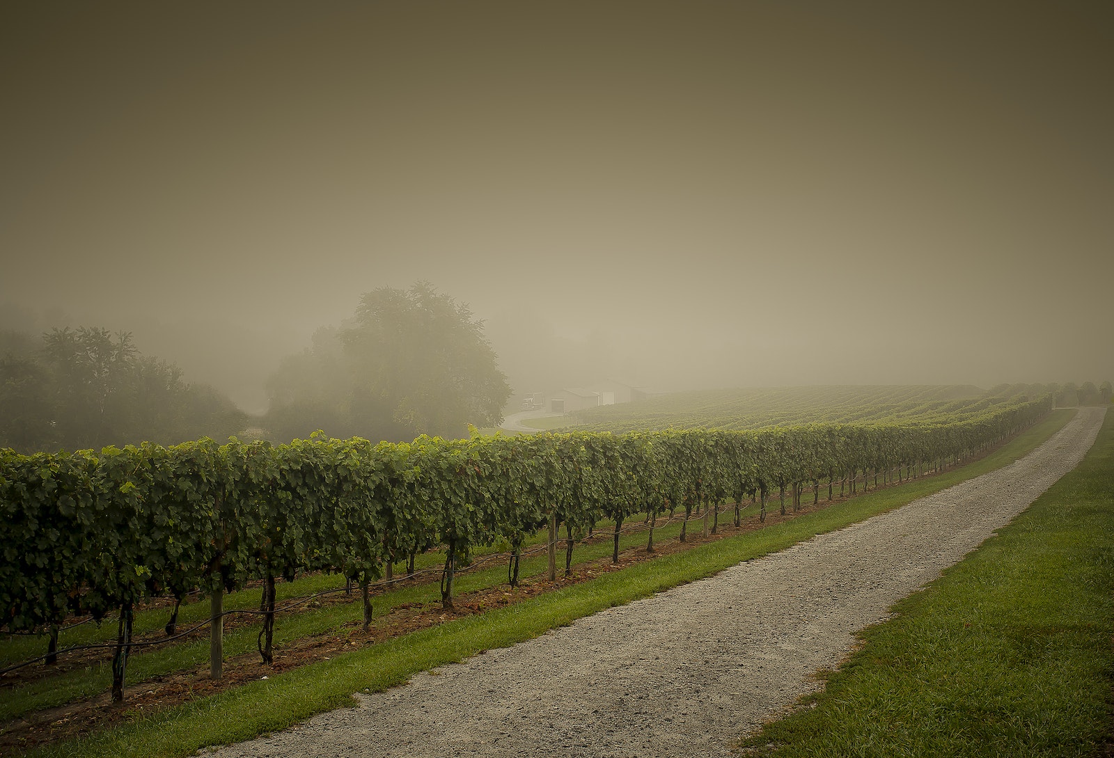 pinot gris