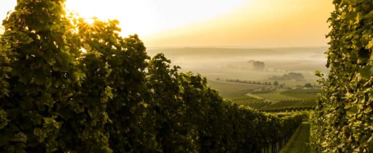 À la Découverte des cépages du Val de Loire