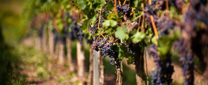 Cabernet Sauvignon