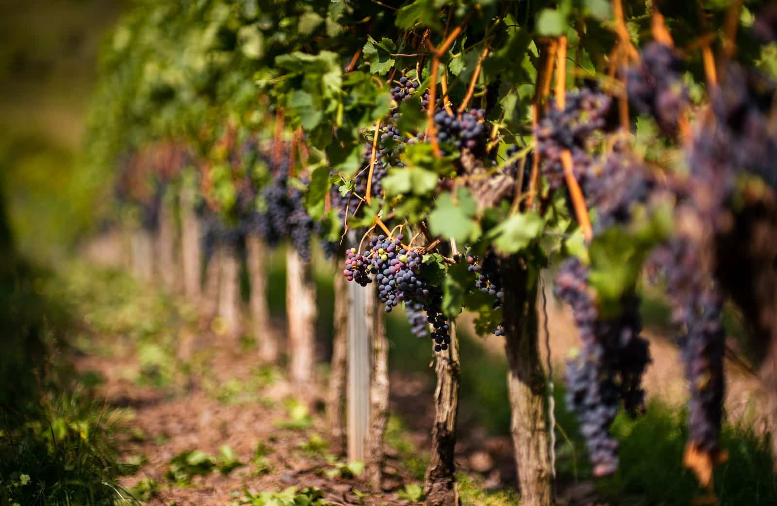 Cabernet Sauvignon
