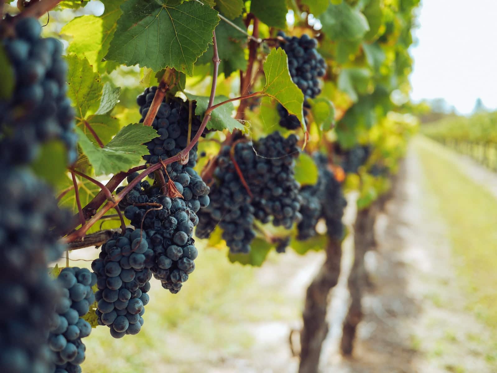 Cépage Merlot