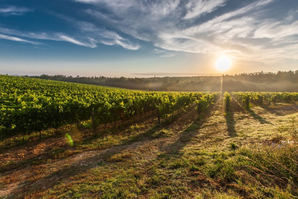 Le vouvray : vin unique du Val de Loire