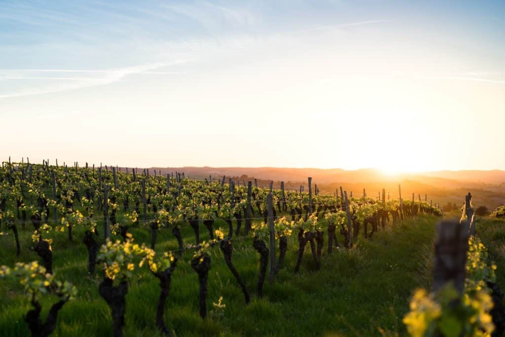 Qu'est-ce qu'un vin bio ?